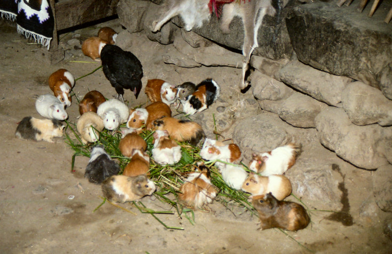 Guinea pigs mingle with chickens inside Inca homes in the countryside...