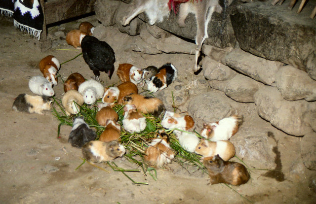 Guinea pigs mingle with chickens inside Inca homes in the countryside...